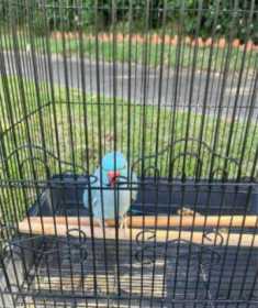 Lost Indian Ringneck Parakeet