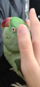 Lost Alexandrine