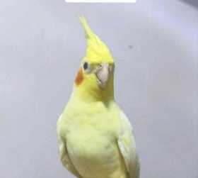 Lost Cockatiel