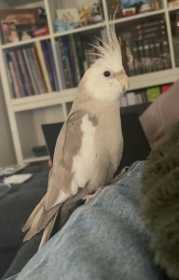 Lost Cockatiel