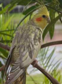 Lost Cockatiel