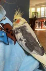Lost Cockatiel