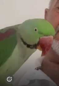 Lost Alexandrine