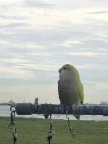 Lost Lovebird