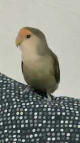 Lost Lovebird