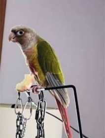 Lost Conure
