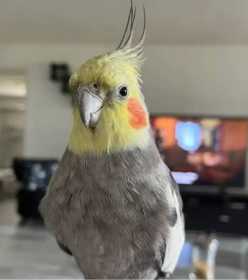Lost Cockatiel