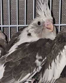 Lost Cockatiel