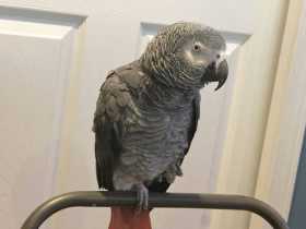 Lost African Grey