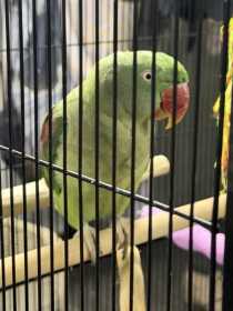 Lost Alexandrine
