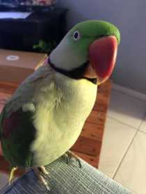 Lost Alexandrine