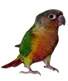 Lost Conure