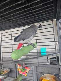 Lost African Grey