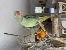 Lost Alexandrine