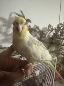 Lost Cockatiel