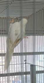 Lost Indian Ringneck Parakeet