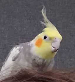Lost Cockatiel