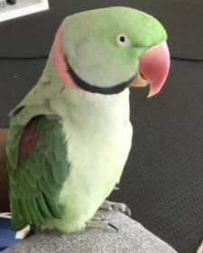 Lost Alexandrine