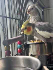 Lost Cockatiel