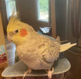 Lost Cockatiel