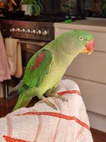 Lost Alexandrine