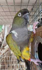 Lost Conure
