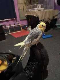 Lost Cockatiel