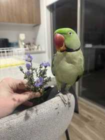 Lost Alexandrine