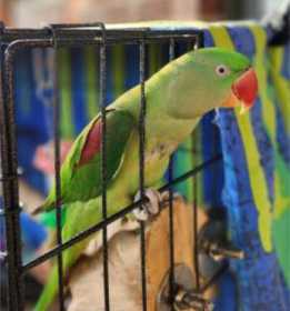 Lost Alexandrine