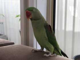 Lost Alexandrine