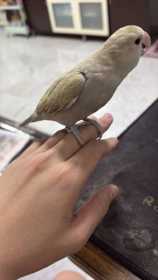 Lost Lovebird