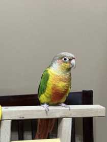 Lost Conure