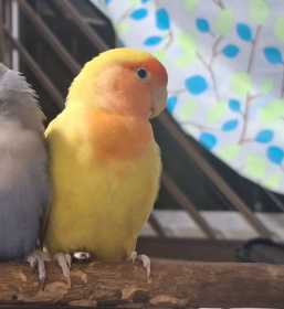 Lost Lovebird