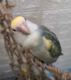 Lost Lovebird
