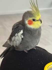 Lost Cockatiel