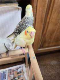 Lost Cockatiel