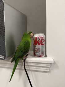 Lost Conure