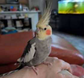 Lost Cockatiel