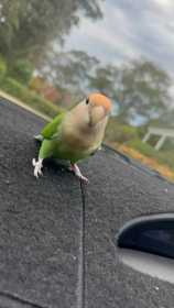 Lost Lovebird