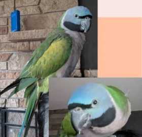 Lost Derbyan Parakeet
