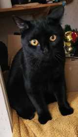 Lost Cat