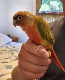 Lost Conure