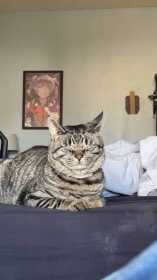 Lost Cat