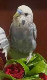 Lost Lovebird
