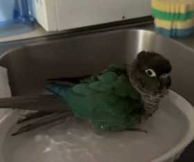 Lost Conure