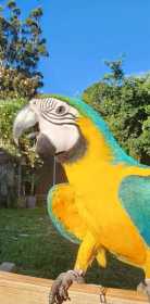 Lost Macaw