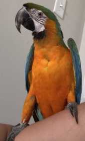 Lost Macaw