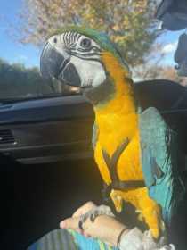 Lost Macaw