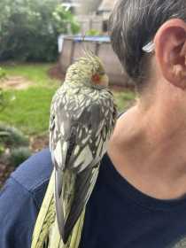 Lost Cockatiel