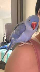 Lost Indian Ringneck Parakeet